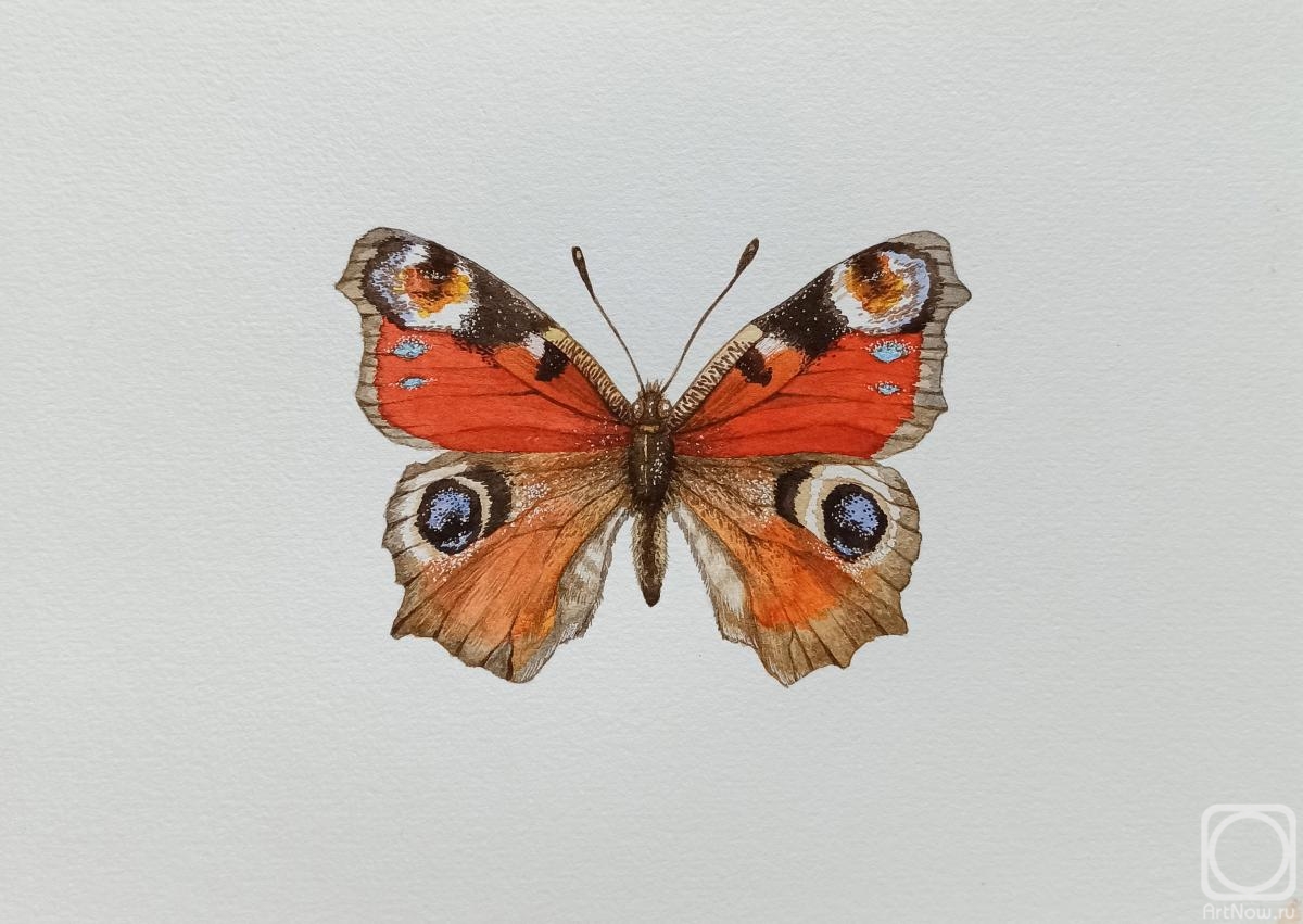Prokazyuk Anastasiya. Butterfly Peacock Eye