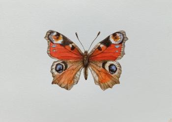 Butterfly Peacock Eye (Red Butterflies). Prokazyuk Anastasiya