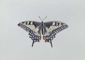 Butterfly Machaon. Prokazyuk Anastasiya