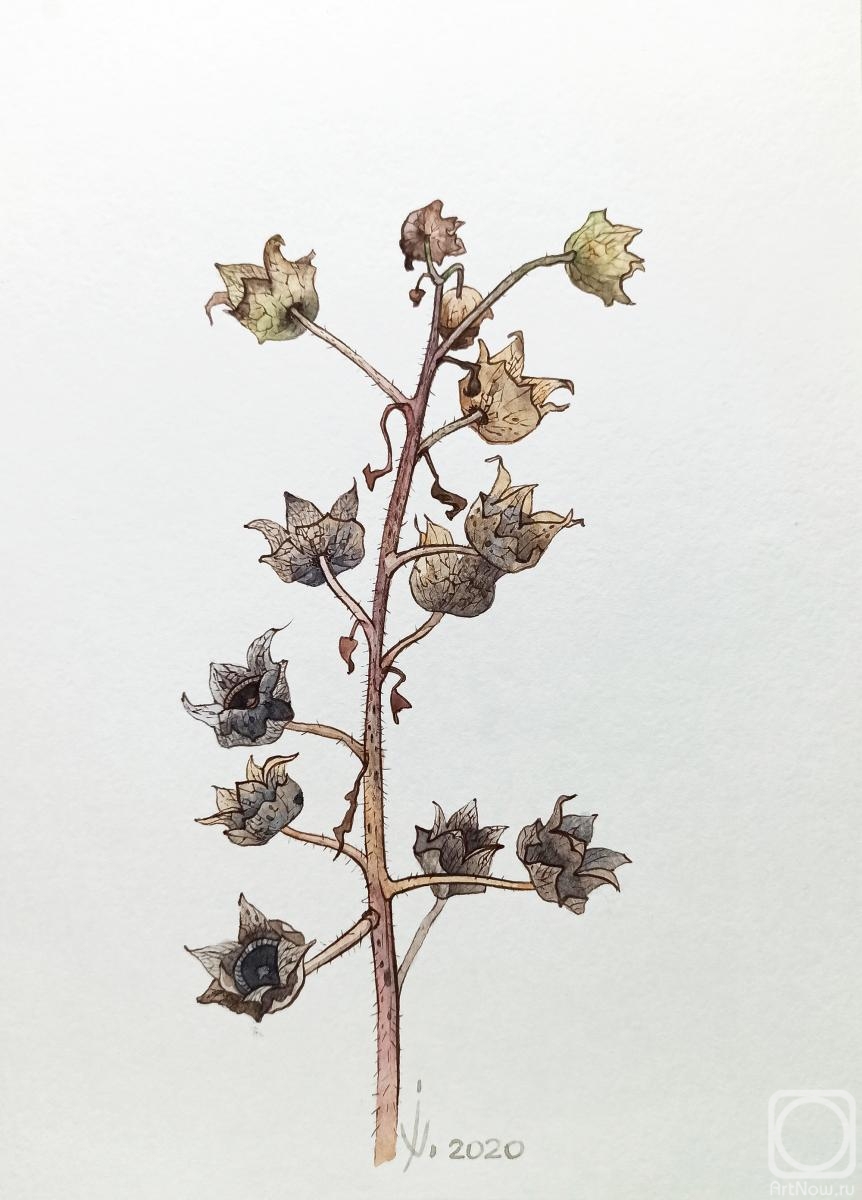 Prokazyuk Anastasiya. Dried flower