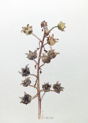 Dried flower. Prokazyuk Anastasiya