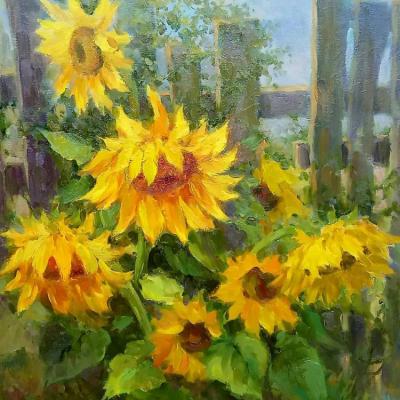 Sunflowers in the garden. Aleksandrov Aleksandr