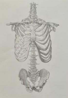 Human Skeleton. Lukaneva Larissa