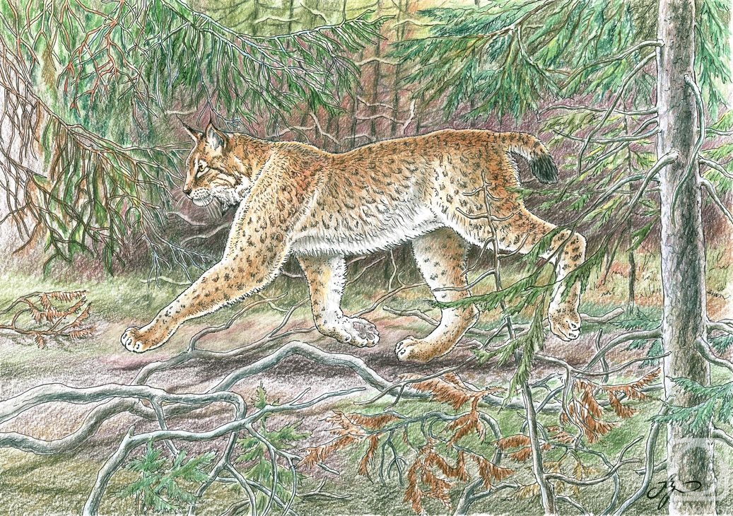 Shkurko Anton. Lynx in the sunny forest