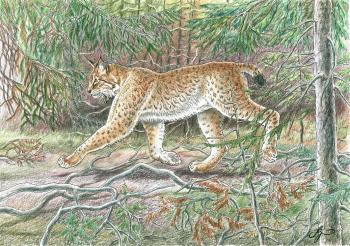 Lynx in the sunny forest. Shkurko Anton