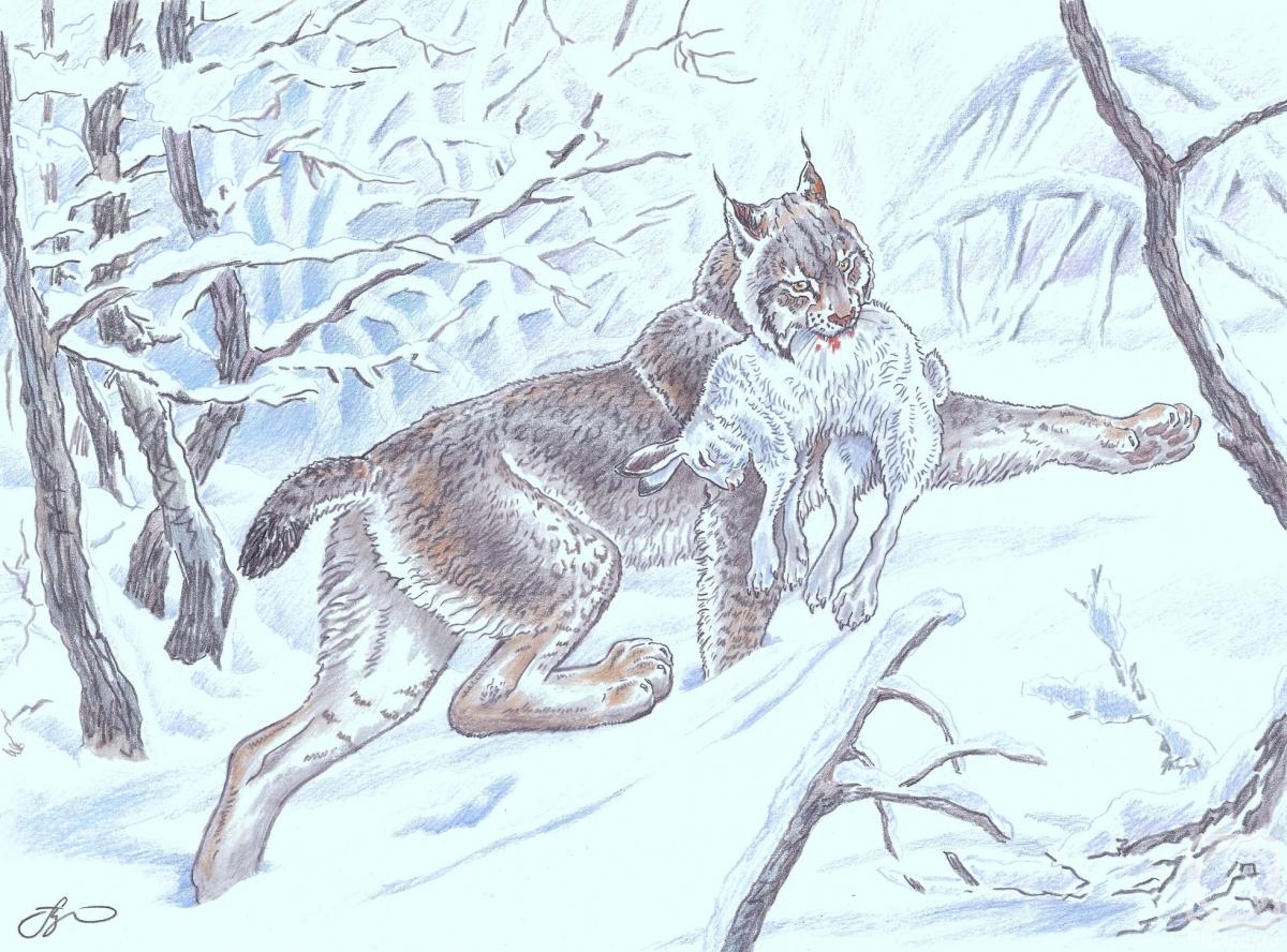 Shkurko Anton. The lynx caught the hare