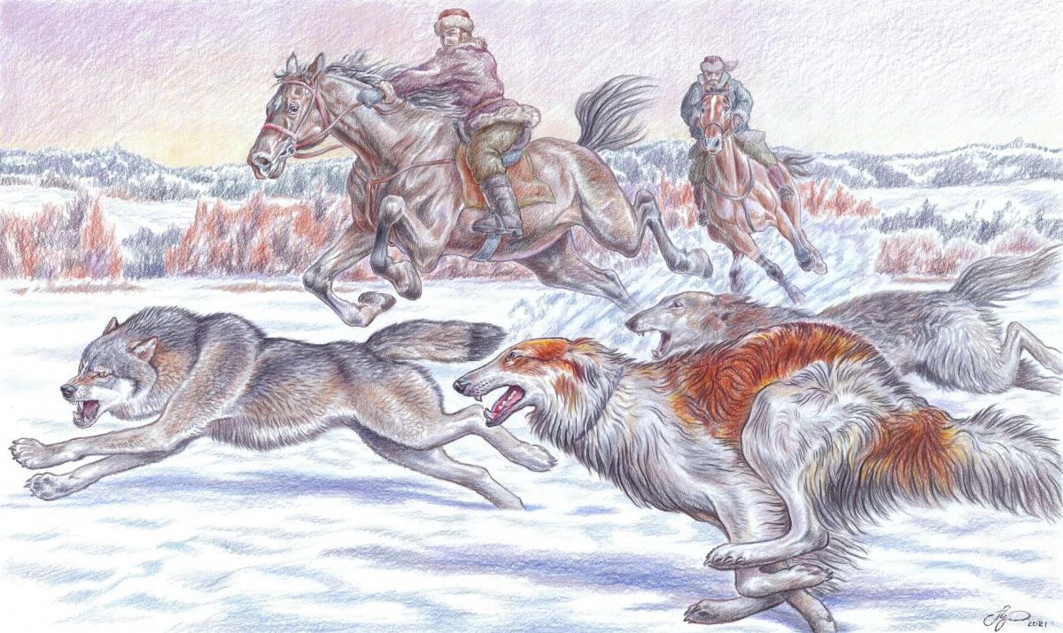 Shkurko Anton. Hunting a wolf with Russian greyhounds