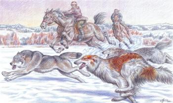 Hunting a wolf with Russian greyhounds