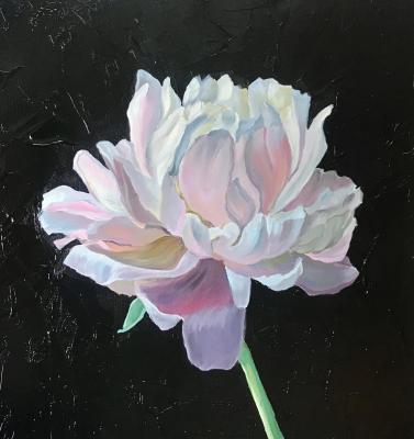 Pink Blue Lotus (White Lotus Flowers). Volna Olga