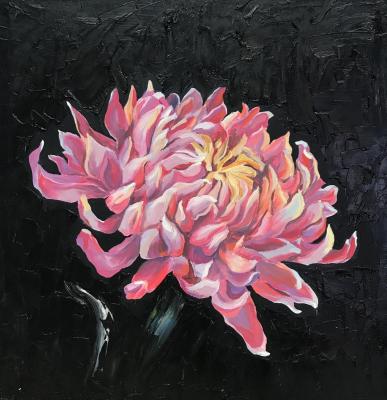 Pink Chrysanthemum. Volna Olga