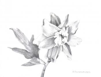Delphinium flower (Graphics Pencil Drawing). Rustamian Julia