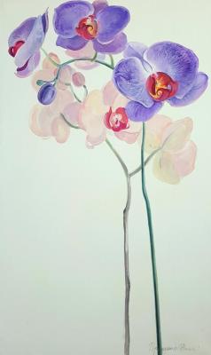 Not sluggish flowers. Orchid. Proshunina Nina