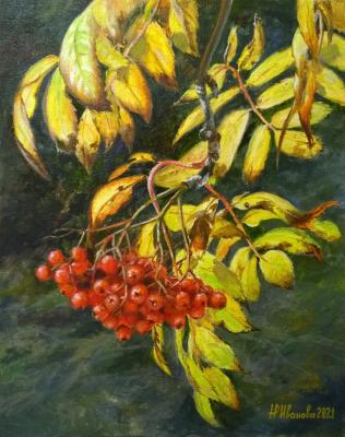 Rowan branch (Red Rowan Berries). Ivanova Nadezhda