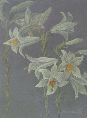 White lilies. Ob Olga