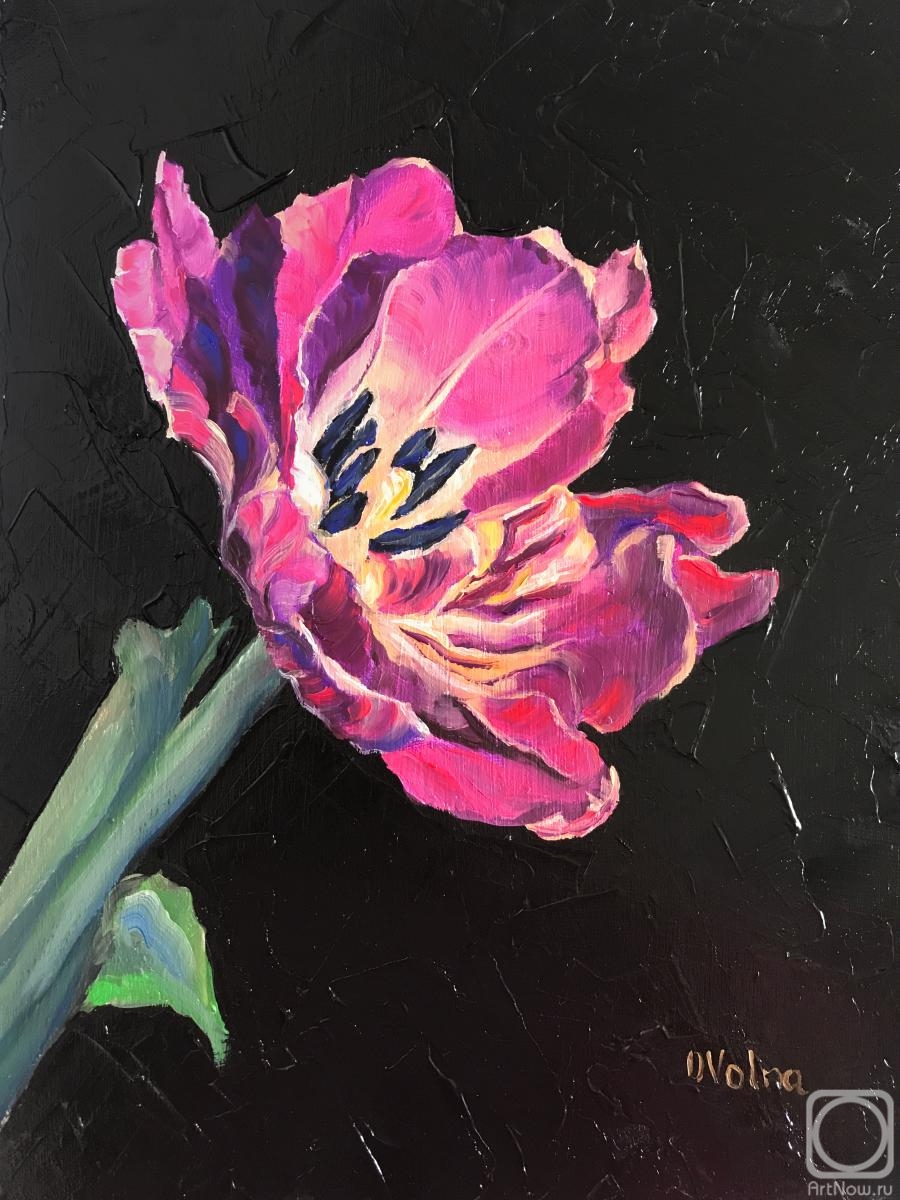 Volna Olga. Lilac Tulip