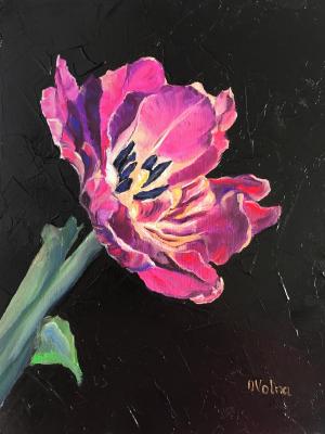 Lilac Tulip. Volna Olga