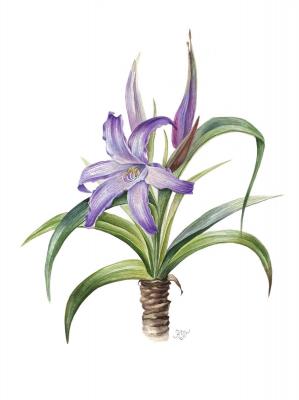 Worsleya procera watercolor botanical illustration (Blue Amaryllis). Tihomirova Kseniya