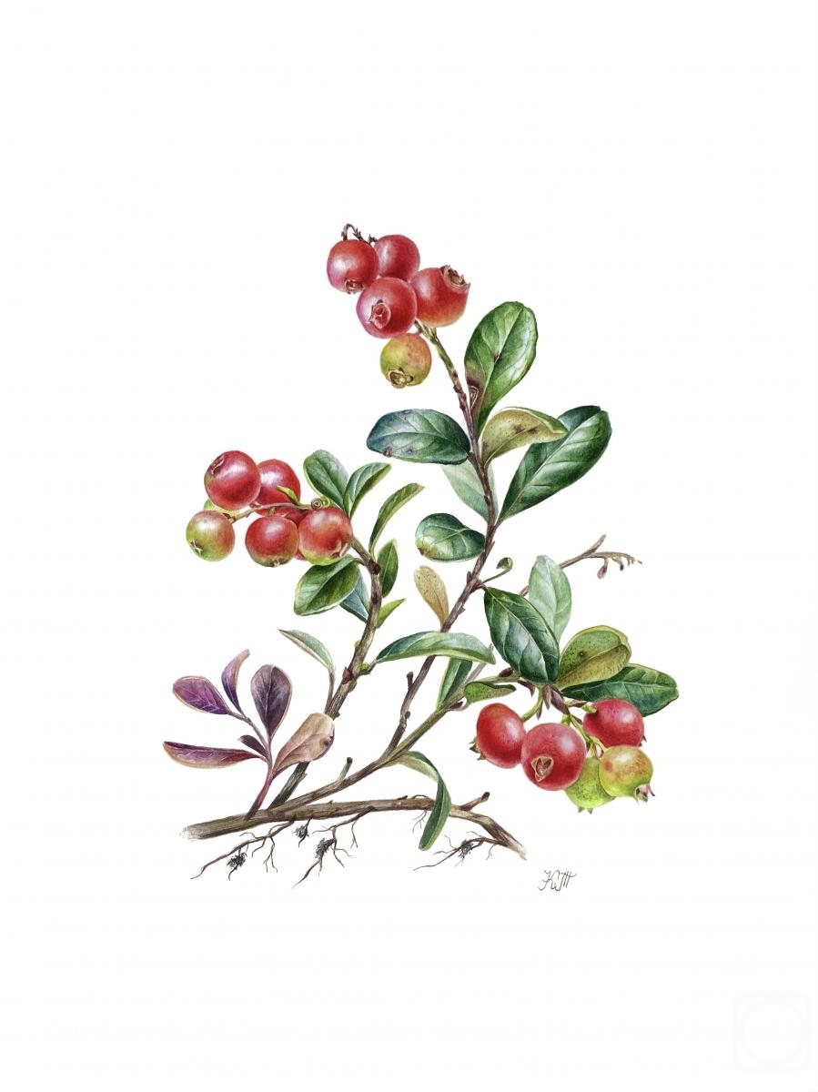 Tihomirova Kseniya. Vaccinium vitis-idaea (cowberry) botanical illustration