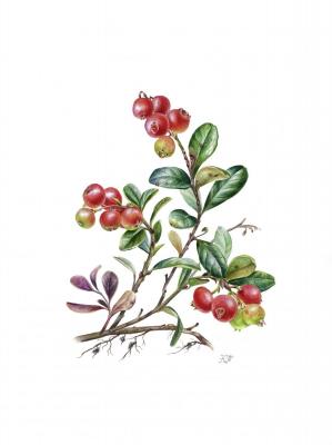 Vaccinium vitis-idaea (cowberry) botanical illustration. Tihomirova Kseniya