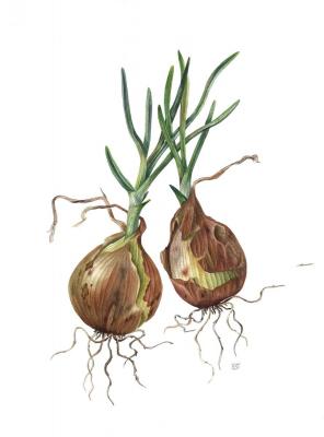 Onion (allium cepa)