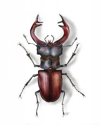 European stag beetle (Lucanus cervus) (Natural History Illustration). Tihomirova Kseniya