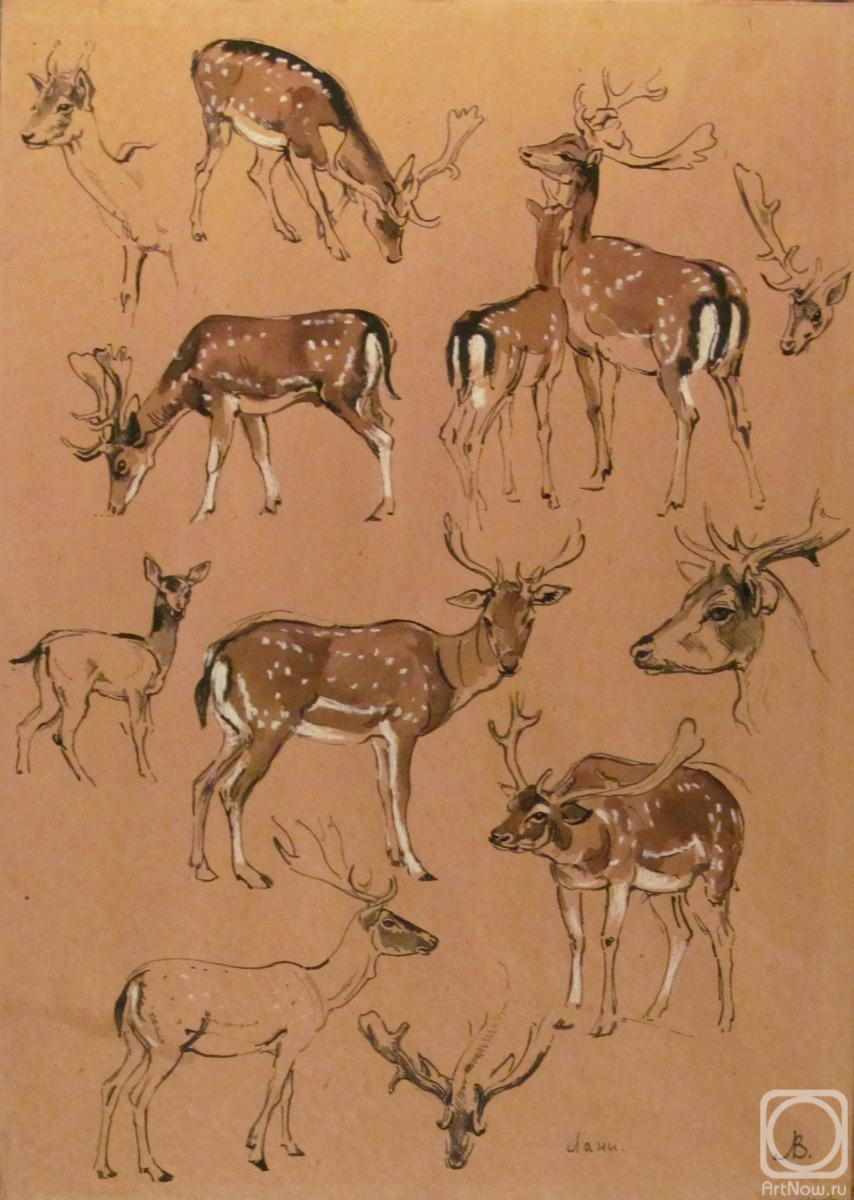 Lapovok Vladimir. Fallow Deer. Full-scale sketches in the zoo