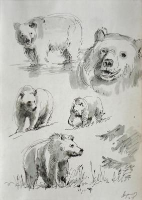 Graphic sheet 36. Bears. Miroshnikov Dmitriy
