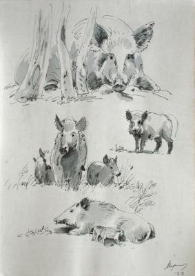 Graphic sheet 35. Wild boars. Miroshnikov Dmitriy