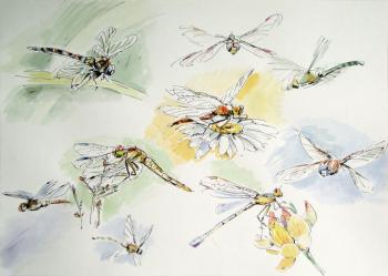 Dragonflies. Miroshnikov Dmitriy
