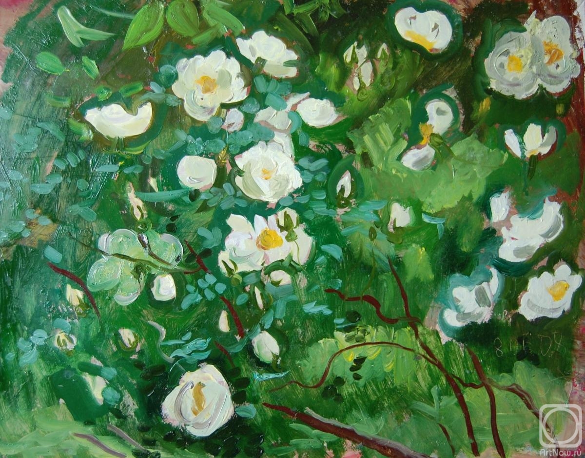 Dobrovolskaya Gayane. White roses, bush