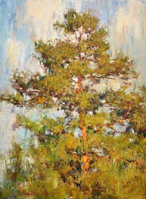 Pine tree (). Korotkov Valentin