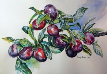 Ripe plums. Kabylina Darya