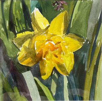 Ƹ  (Yellow Narcissus).  () 