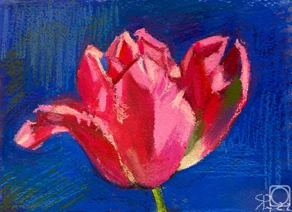 Lebedeva (Finyutina) Nataliya. Pink tulip on a blue