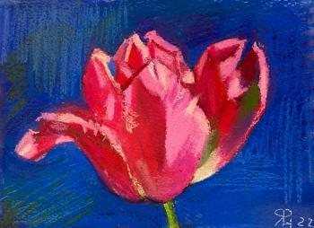 Pink tulip on a blue. Lebedeva (Finyutina) Nataliya