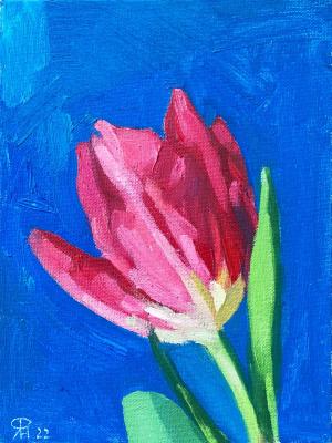 Pink tulip on blue. Lebedeva (Finyutina) Nataliya