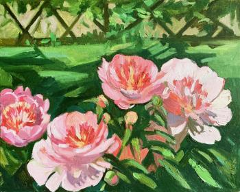 Bush of white-pink peonies. Lebedeva (Finyutina) Nataliya