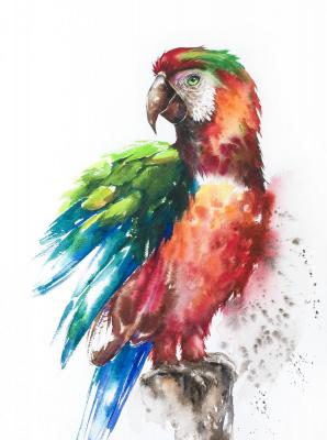 Watercolor painting Parrot. Krivolapova Tatiana