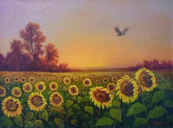 Sunflower field. Litvinenko Gennadiy