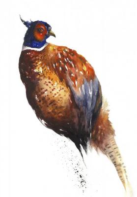 Pheasant