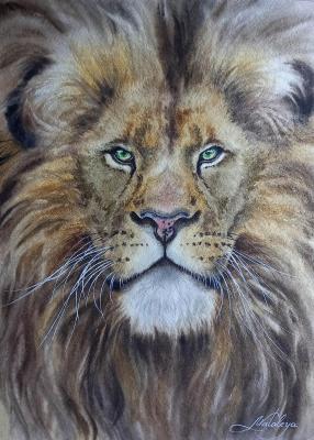 Lion (Closeup). Matyunina Olga
