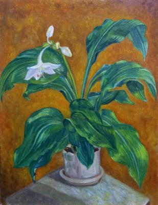 �������. �������� �������