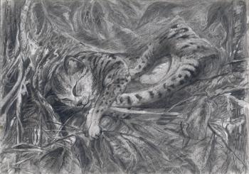 Sleeping wild female cat. Dementiev Alexandr