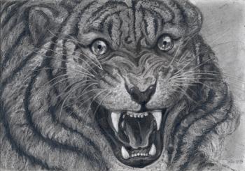 Outraged tiger. Dementiev Alexandr