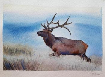 Red deer. Durandin Viktor