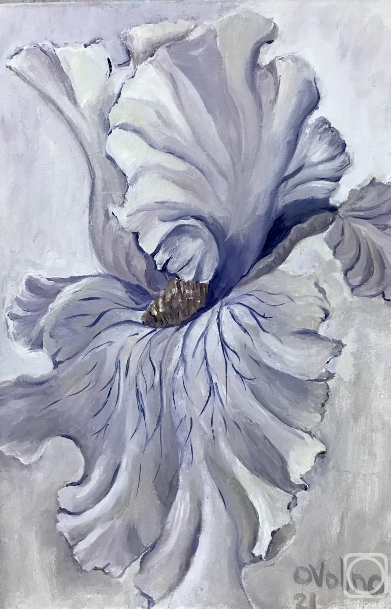 Volna Olga. White Iris