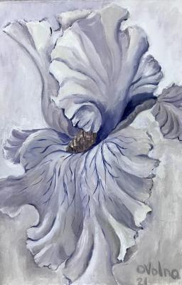 White Iris (Iris Floral Painting). Volna Olga