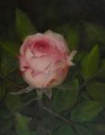 Fomina Lyudmila. Rose in the garden