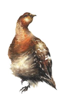 ���������. ����������� �������