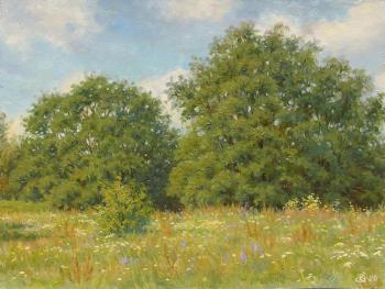 Oaks on the Sunny meadow. Kosterin Sergey